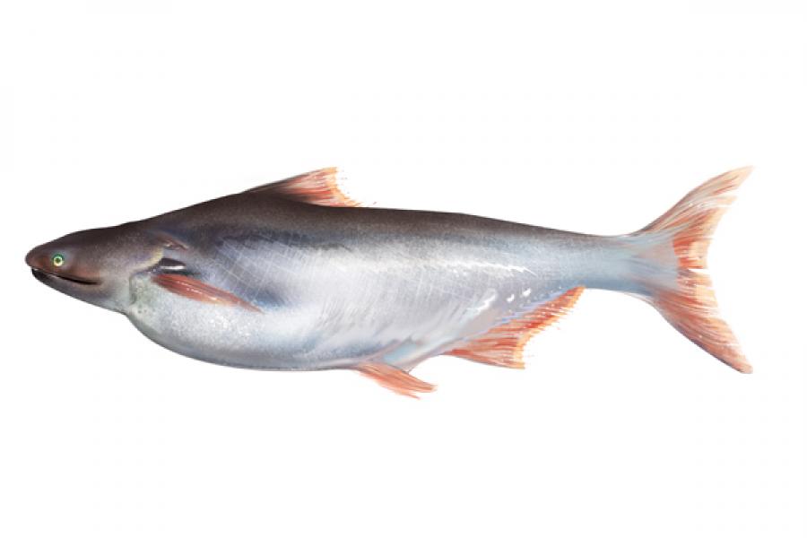 FRESH INDIAN BAASA / PANGASIUS / കൂരി
