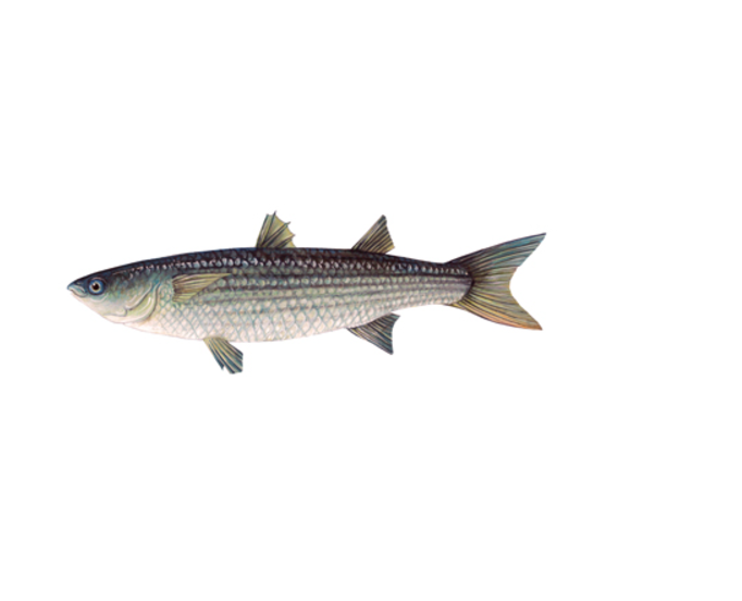 SILVER MULLET / മാലാൻ (M)