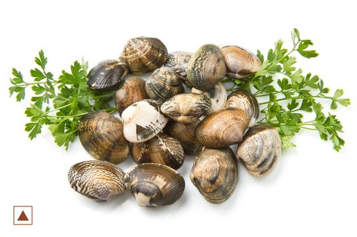 [4003] CLAMS / KAKKA / കക്ക (S)