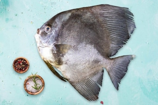 [1285] FALSE POMFRET / Bheeman Avoli / ഭീമൻ ആവോലി