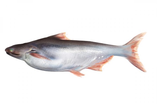 [6060] FRESH INDIAN BAASA / PANGASIUS / കൂരി